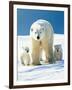 Polar Bear Parent with Cubs-null-Framed Photographic Print