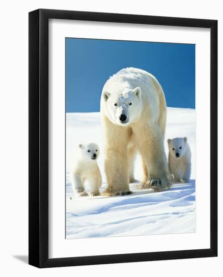 Polar Bear Parent with Cubs-null-Framed Photographic Print