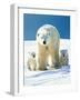 Polar Bear Parent with Cubs-null-Framed Photographic Print