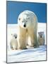 Polar Bear Parent with Cubs-null-Mounted Photographic Print