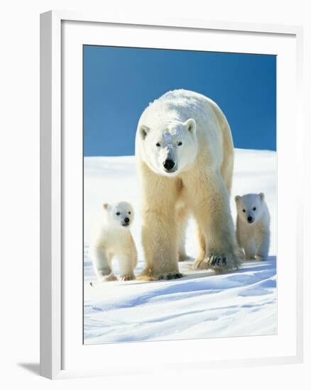 Polar Bear Parent with Cubs-null-Framed Photographic Print