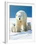 Polar Bear Parent with Cubs-null-Framed Photographic Print