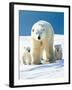 Polar Bear Parent with Cubs-null-Framed Photographic Print