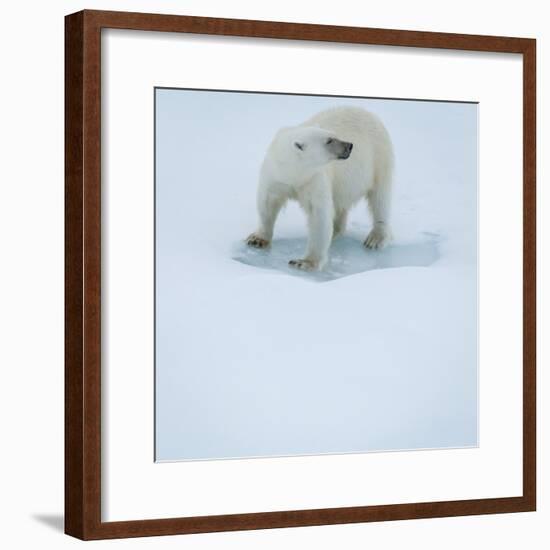 Polar Bear Portrait, Greenland-Panoramic Images-Framed Photographic Print