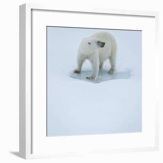 Polar Bear Portrait, Greenland-Panoramic Images-Framed Photographic Print