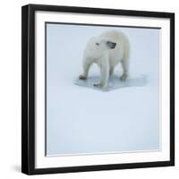 Polar Bear Portrait, Greenland-Panoramic Images-Framed Photographic Print