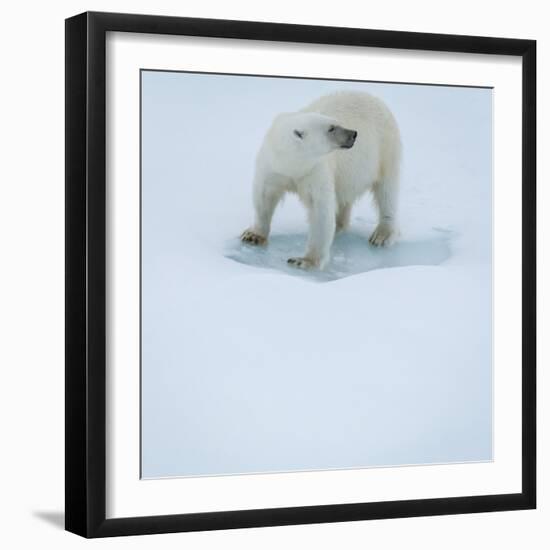 Polar Bear Portrait, Greenland-Panoramic Images-Framed Photographic Print