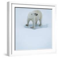 Polar Bear Portrait, Greenland-Panoramic Images-Framed Photographic Print