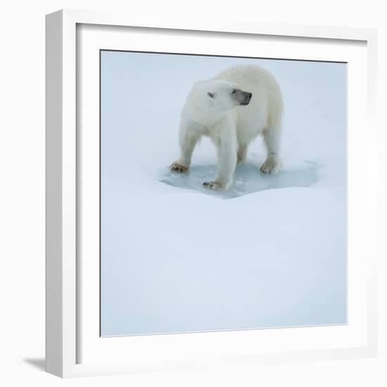 Polar Bear Portrait, Greenland-Panoramic Images-Framed Photographic Print