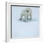 Polar Bear Portrait, Greenland-Panoramic Images-Framed Photographic Print