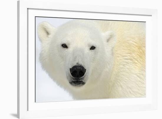 Polar Bear Portrait-Staffan Widstrand-Framed Giclee Print
