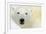 Polar Bear Portrait-Staffan Widstrand-Framed Giclee Print