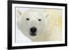 Polar Bear Portrait-Staffan Widstrand-Framed Giclee Print