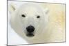 Polar Bear Portrait-Staffan Widstrand-Mounted Giclee Print