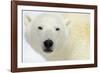 Polar Bear Portrait-Staffan Widstrand-Framed Giclee Print