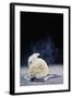 Polar Bear (Powdered Sugar)-Dina Belenko-Framed Giclee Print