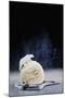 Polar Bear (Powdered Sugar)-Dina Belenko-Mounted Giclee Print