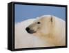 Polar Bear Profile, Arctic National Wildlife Refuge, Alaska, USA-Steve Kazlowski-Framed Stretched Canvas