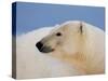 Polar Bear Profile, Arctic National Wildlife Refuge, Alaska, USA-Steve Kazlowski-Stretched Canvas