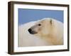 Polar Bear Profile, Arctic National Wildlife Refuge, Alaska, USA-Steve Kazlowski-Framed Photographic Print