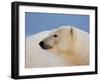 Polar Bear Profile, Arctic National Wildlife Refuge, Alaska, USA-Steve Kazlowski-Framed Photographic Print