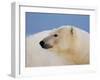 Polar Bear Profile, Arctic National Wildlife Refuge, Alaska, USA-Steve Kazlowski-Framed Photographic Print