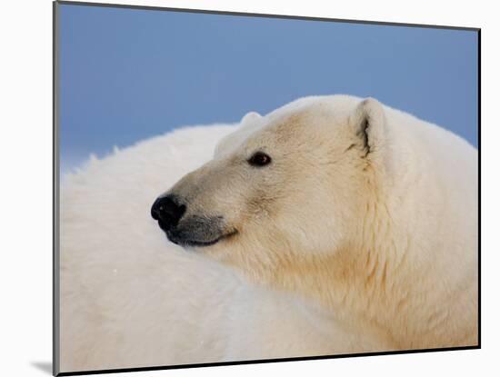 Polar Bear Profile, Arctic National Wildlife Refuge, Alaska, USA-Steve Kazlowski-Mounted Photographic Print