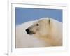 Polar Bear Profile, Arctic National Wildlife Refuge, Alaska, USA-Steve Kazlowski-Framed Photographic Print