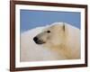 Polar Bear Profile, Arctic National Wildlife Refuge, Alaska, USA-Steve Kazlowski-Framed Photographic Print