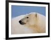 Polar Bear Profile, Arctic National Wildlife Refuge, Alaska, USA-Steve Kazlowski-Framed Photographic Print