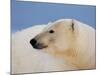 Polar Bear Profile, Arctic National Wildlife Refuge, Alaska, USA-Steve Kazlowski-Mounted Photographic Print