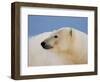 Polar Bear Profile, Arctic National Wildlife Refuge, Alaska, USA-Steve Kazlowski-Framed Photographic Print