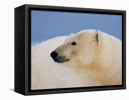 Polar Bear Profile, Arctic National Wildlife Refuge, Alaska, USA-Steve Kazlowski-Framed Stretched Canvas