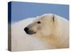 Polar Bear Profile, Arctic National Wildlife Refuge, Alaska, USA-Steve Kazlowski-Stretched Canvas