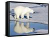 Polar Bear Reflected in Pool as it Walks across Ice, Svalbard, Norway-Jaynes Gallery-Framed Stretched Canvas