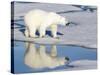 Polar Bear Reflected in Pool as it Walks across Ice, Svalbard, Norway-Jaynes Gallery-Stretched Canvas