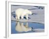 Polar Bear Reflected in Pool as it Walks across Ice, Svalbard, Norway-Jaynes Gallery-Framed Photographic Print