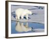 Polar Bear Reflected in Pool as it Walks across Ice, Svalbard, Norway-Jaynes Gallery-Framed Photographic Print