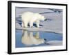 Polar Bear Reflected in Pool as it Walks across Ice, Svalbard, Norway-Jaynes Gallery-Framed Photographic Print
