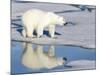 Polar Bear Reflected in Pool as it Walks across Ice, Svalbard, Norway-Jaynes Gallery-Mounted Photographic Print