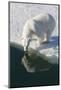 Polar Bear Reflected in Water While Drinking, Svalbard, Norway-Jaynes Gallery-Mounted Photographic Print