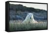 Polar Bear Resting Along Shoreline Near Arctic Circle on Hudson Bay,Canada-Paul Souders-Framed Stretched Canvas