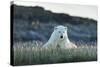 Polar Bear Resting Along Shoreline Near Arctic Circle on Hudson Bay,Canada-Paul Souders-Stretched Canvas