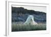 Polar Bear Resting Along Shoreline Near Arctic Circle on Hudson Bay,Canada-Paul Souders-Framed Photographic Print