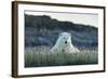 Polar Bear Resting Along Shoreline Near Arctic Circle on Hudson Bay,Canada-Paul Souders-Framed Photographic Print