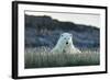 Polar Bear Resting Along Shoreline Near Arctic Circle on Hudson Bay,Canada-Paul Souders-Framed Photographic Print