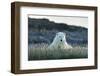 Polar Bear Resting Along Shoreline Near Arctic Circle on Hudson Bay,Canada-Paul Souders-Framed Photographic Print