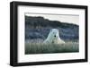 Polar Bear Resting Along Shoreline Near Arctic Circle on Hudson Bay,Canada-Paul Souders-Framed Photographic Print