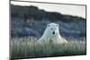 Polar Bear Resting Along Shoreline Near Arctic Circle on Hudson Bay,Canada-Paul Souders-Mounted Photographic Print