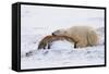Polar Bear Resting, Churchill, Hudson Bay, Manitoba, Canada, North America-Bhaskar Krishnamurthy-Framed Stretched Canvas